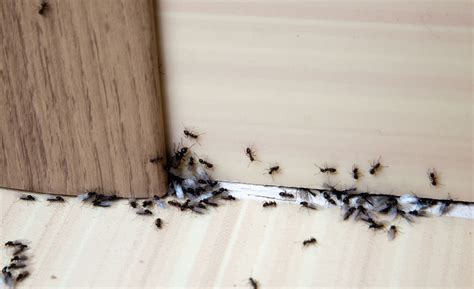 房間都是螞蟻